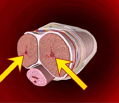 Natural Absorption