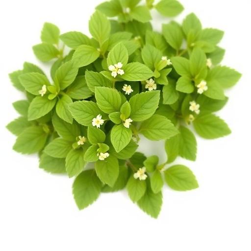 Horny Goat Weed